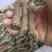 粉葛种苗葛根种苗送种植技术跟踪指导