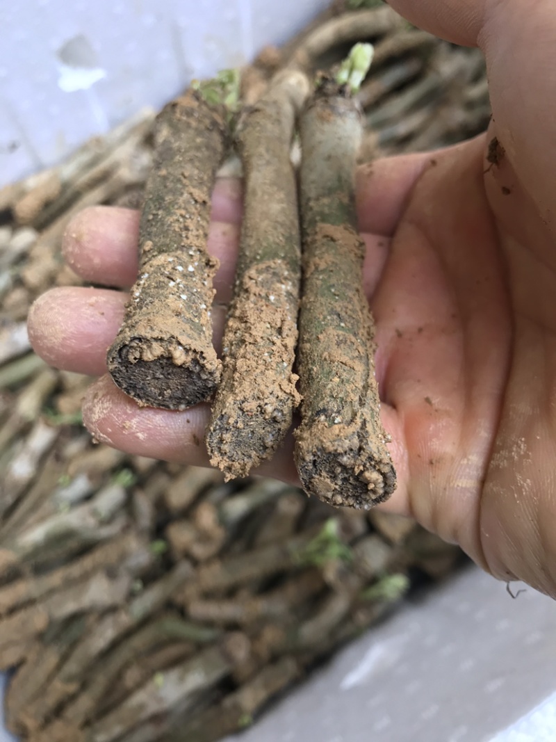 粉葛种苗葛根种苗送种植技术跟踪指导