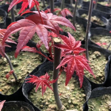 红枫(红舞姬)绿化苗，包品种，包活，货源充足，品质保障