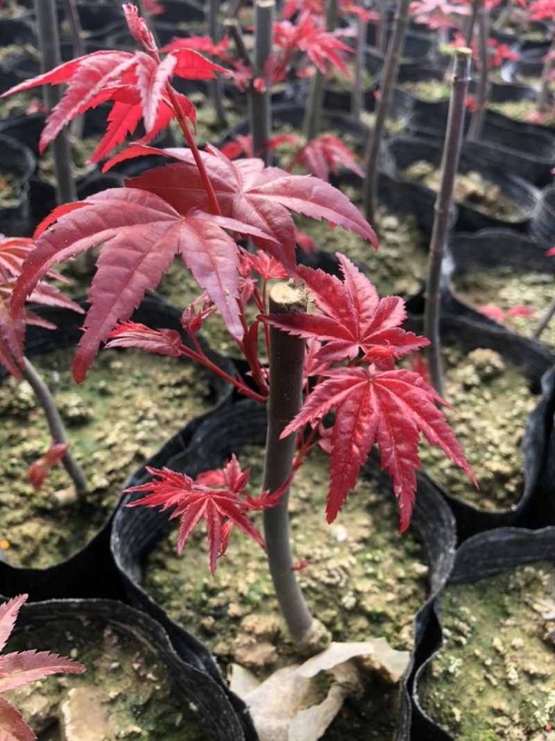 红枫(红舞姬)绿化苗，包品种，包活，货源充足，品质保障