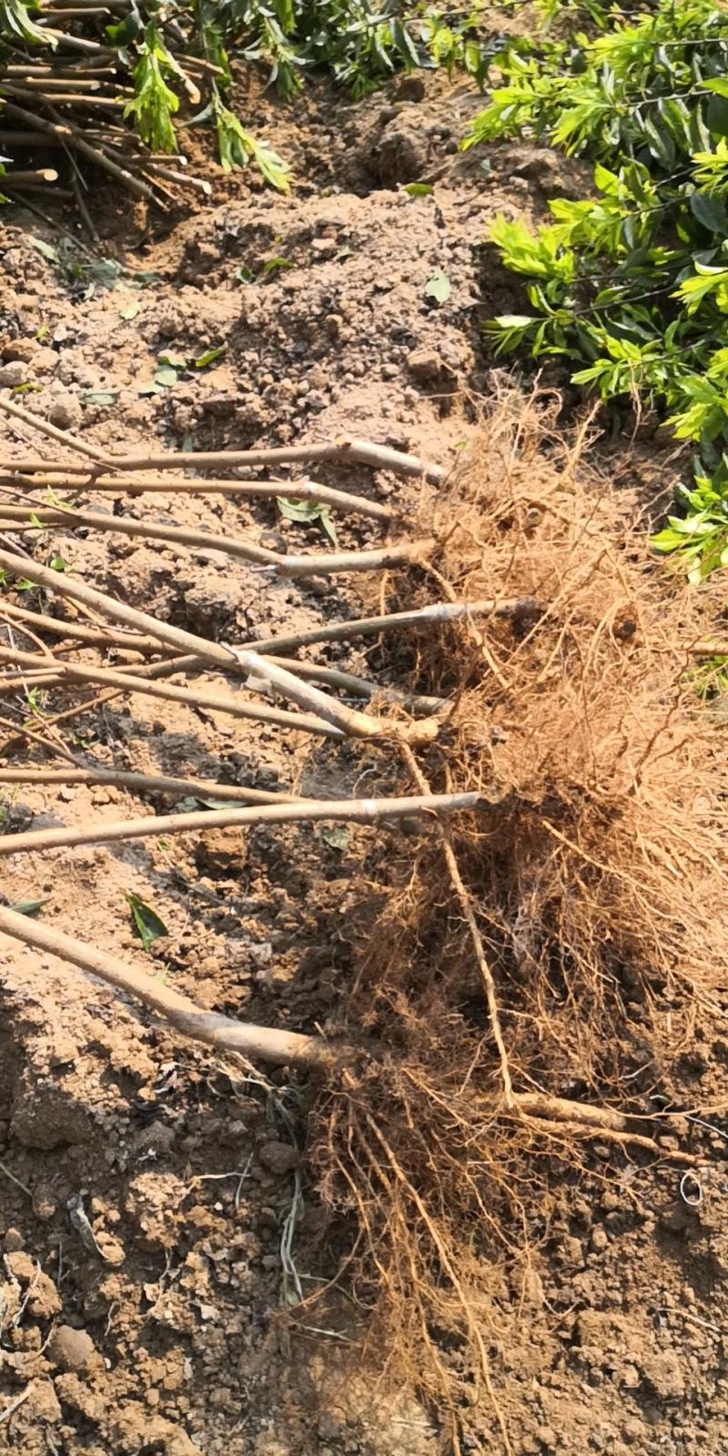 信宜钱排远庆种植三华李苗，南北方均可种植