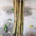 信宜钱排远庆种植三华李苗，南北方均可种植