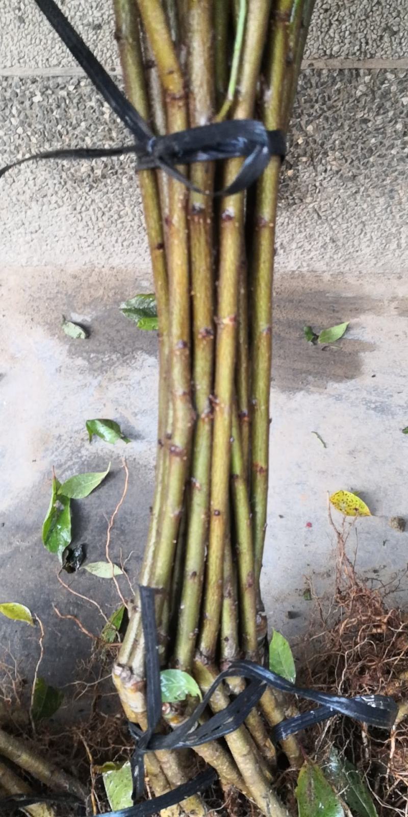 信宜钱排远庆种植三华李苗，南北方均可种植