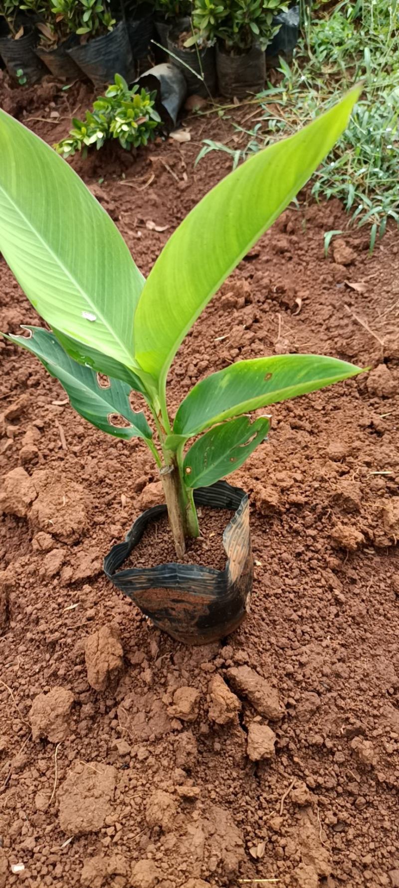 黄鸟焦黄金鸟小黄鸟各种规格。