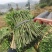 南板蓝根幼苗（种植加工回收）量大从优重要的是种一年管3年