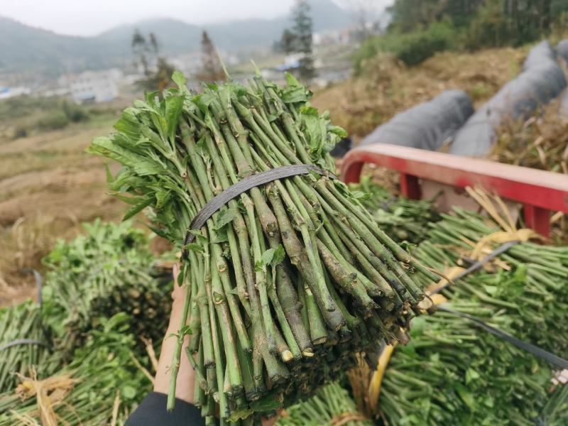 南板蓝根幼苗（种植加工回收）量大从优重要的是种一年管3年