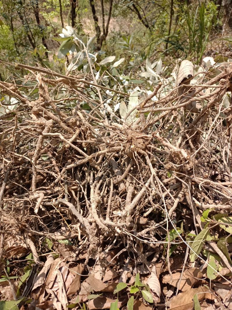 羊耳菊，白牛胆，白面风，叶下白有需要朋友请下单。