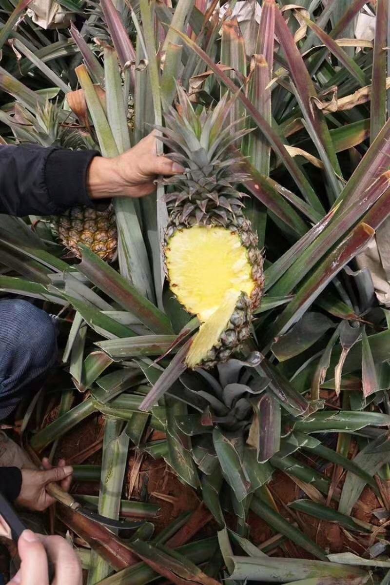 海南金钻凤梨17号凤梨大量供应支持电商代理批发