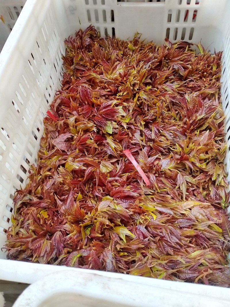 香椿芽批发基地欢迎你来采购，大山里的美味