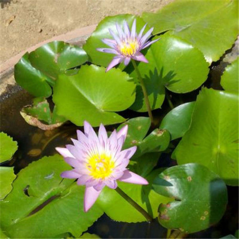 睡莲水生植物池塘河道美化