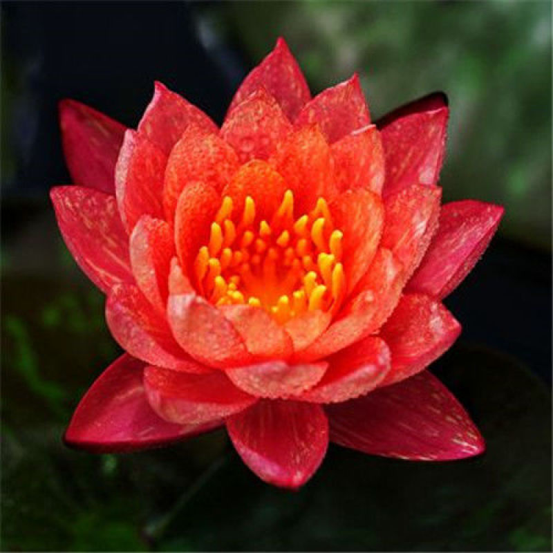 睡莲水生植物池塘河道美化