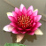 睡莲水生植物池塘河道美化