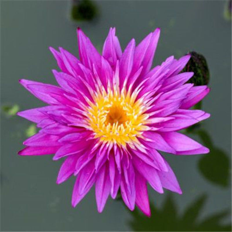 睡莲水生植物池塘河道美化