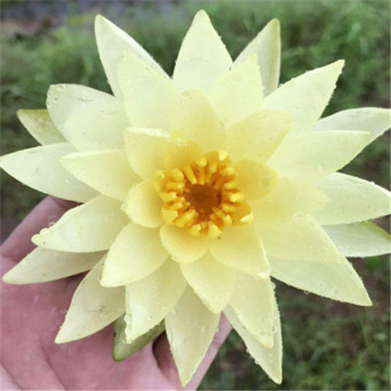 睡莲水生植物池塘河道美化