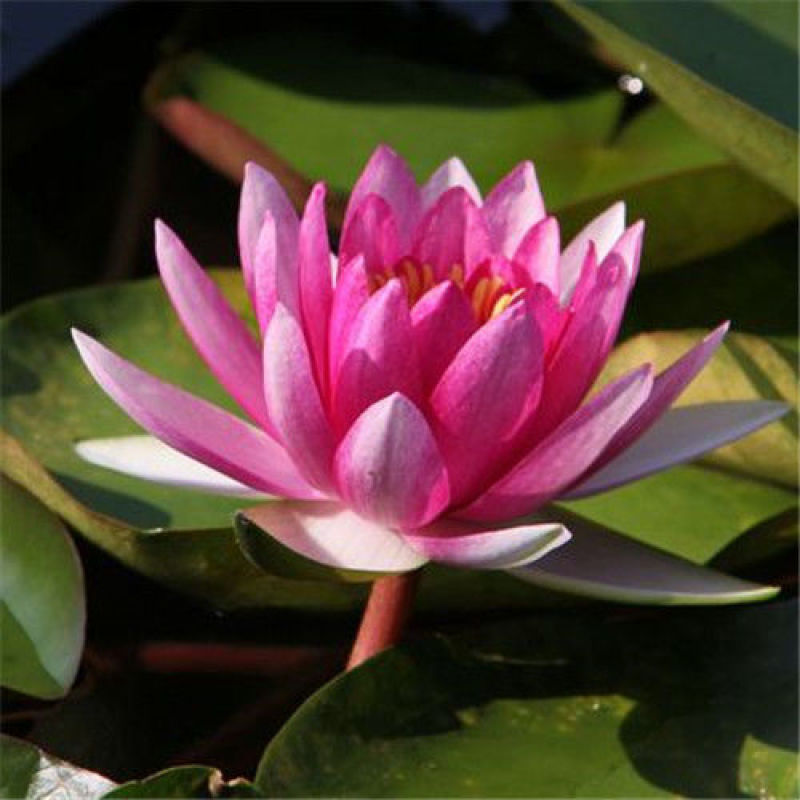睡莲水生植物池塘河道美化