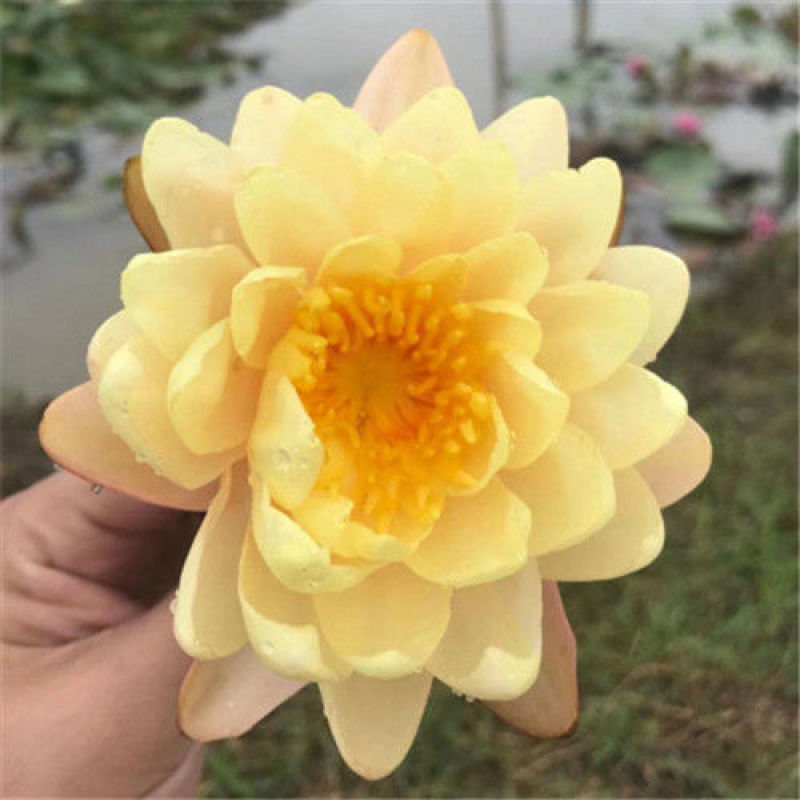 睡莲水生植物池塘河道美化