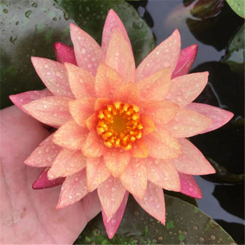 睡莲水生植物池塘河道美化