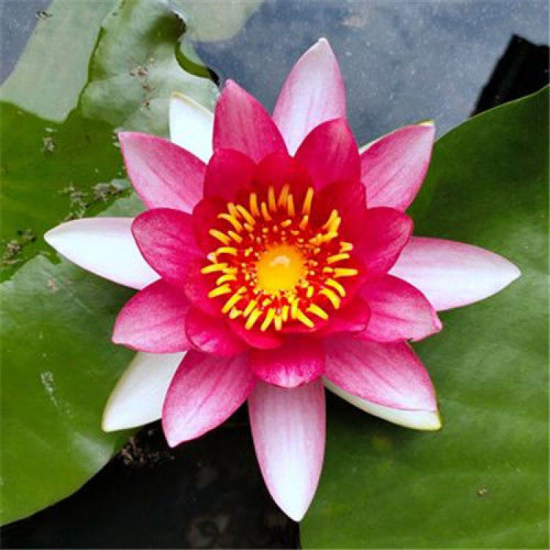 睡莲水生植物池塘河道美化
