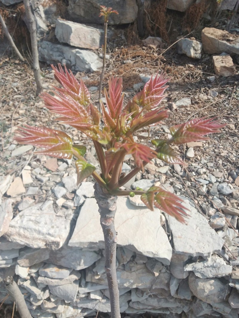 香椿芽批发基地欢迎你来采购，大山里的美味