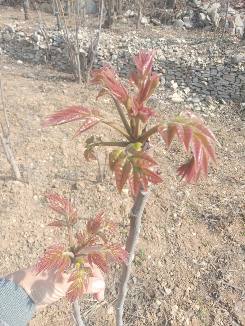 香椿芽批发基地欢迎你来采购，大山里的美味