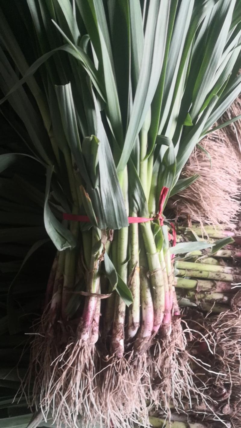 夹心，中瓣，大瓣四六瓣，蒜苗
