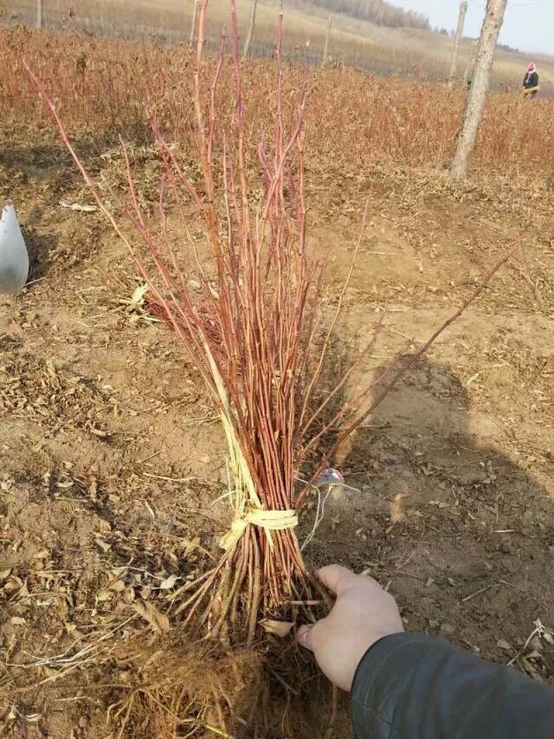 冷香玫瑰紫枝玫瑰可食用玫瑰花苗红刺玫中天玫瑰