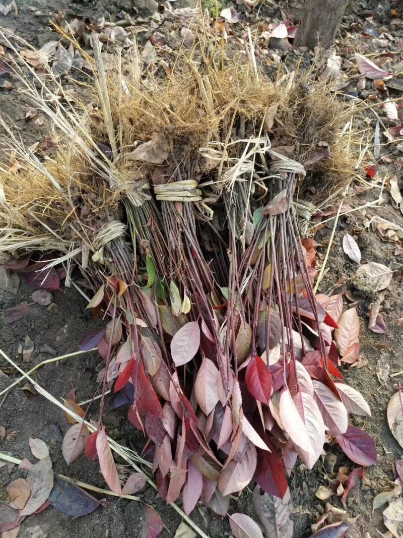 批发黑果腺肋花楸花秋种苗结果用果花楸