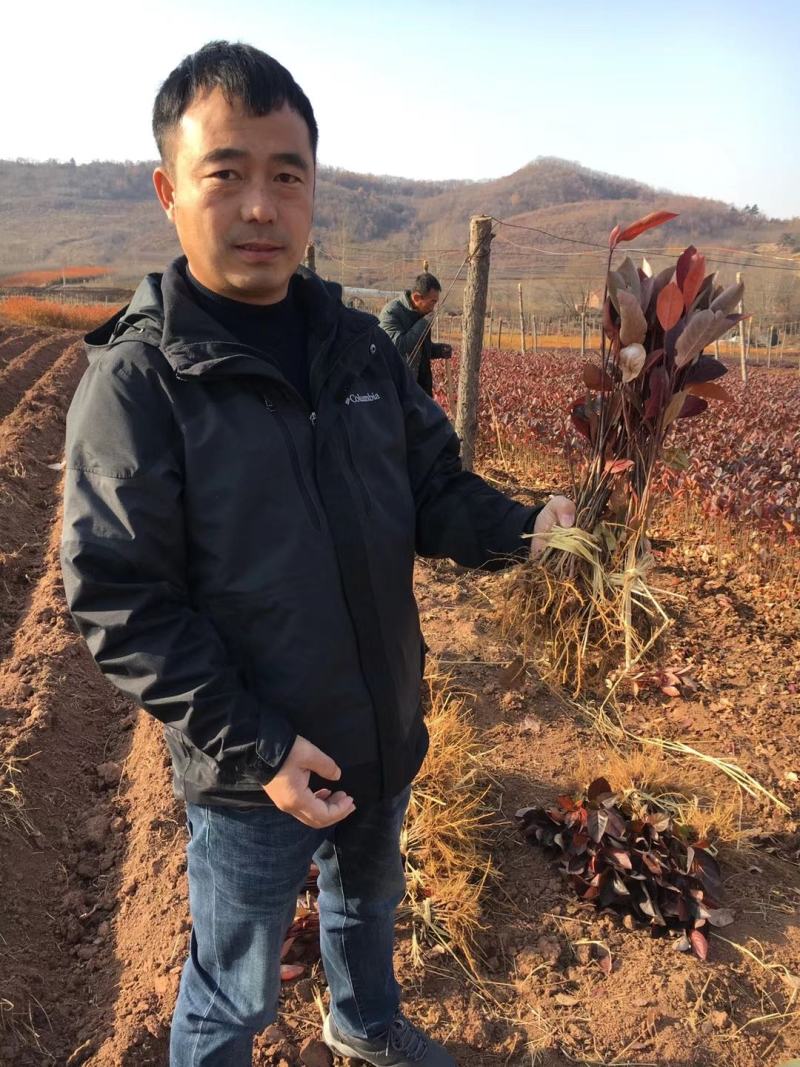 批发黑果腺肋花楸花秋种苗结果用果花楸
