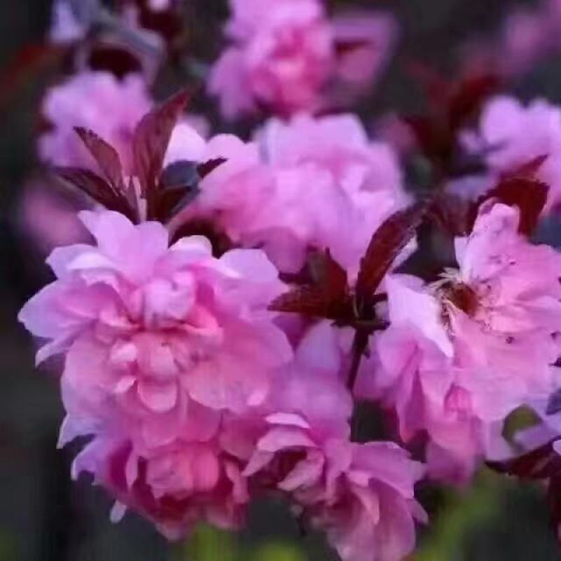 红叶榆叶梅扦插苗重瓣花花期长叶片红