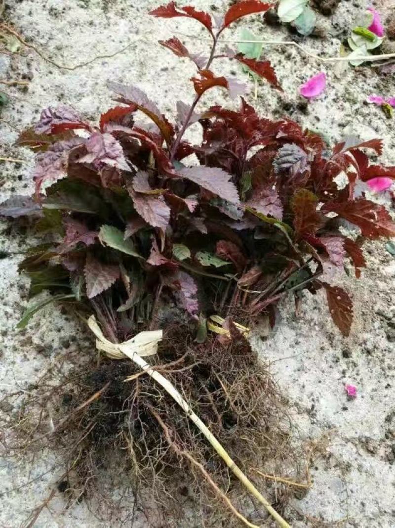 红叶榆叶梅扦插苗重瓣花花期长叶片红