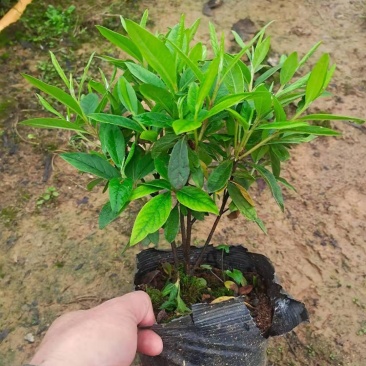 毛杜鹃小苗，小毛球出售，20乘25左右，木糠杯，价格美丽