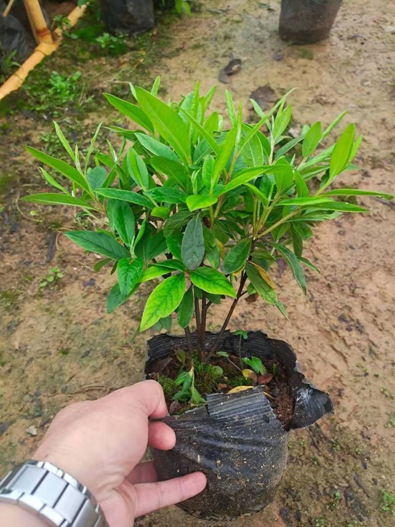 毛杜鹃小苗，小毛球出售，20乘25左右，木糠杯，价格美丽