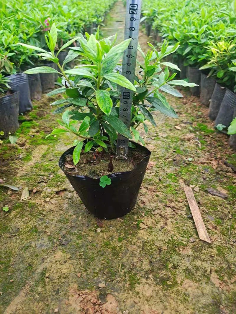 毛杜鹃小苗，小毛球出售，20乘25左右，木糠杯，价格美丽