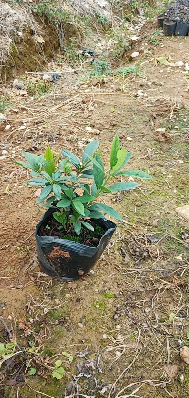 毛杜鹃小苗，小毛球出售，20乘25左右，木糠杯，价格美丽