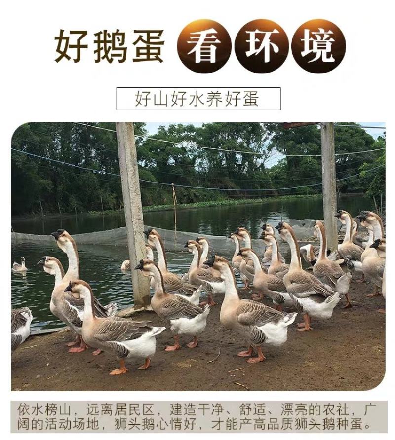纯种狮头鹅苗假一罚十。本公司常年出售狮头鹅苗，