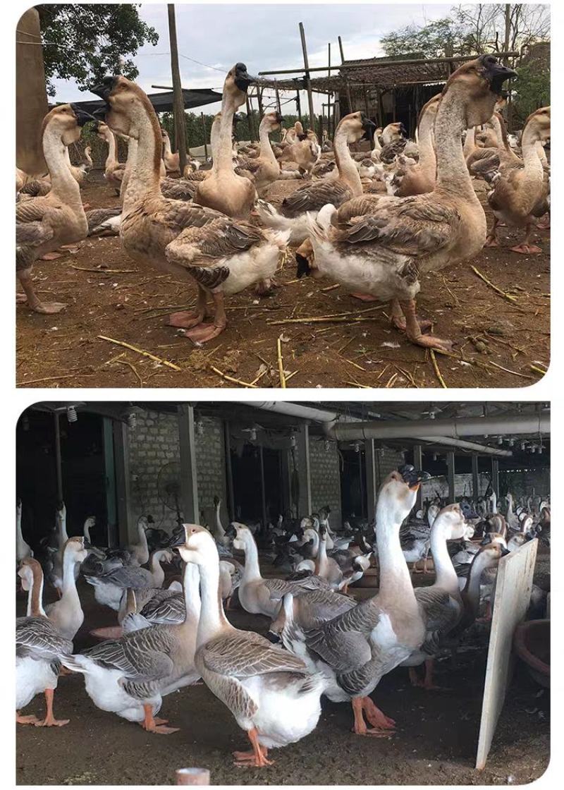纯种狮头鹅苗假一罚十。本公司常年出售狮头鹅苗，