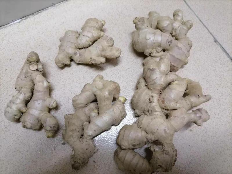 生姜，优质小姜产地直销