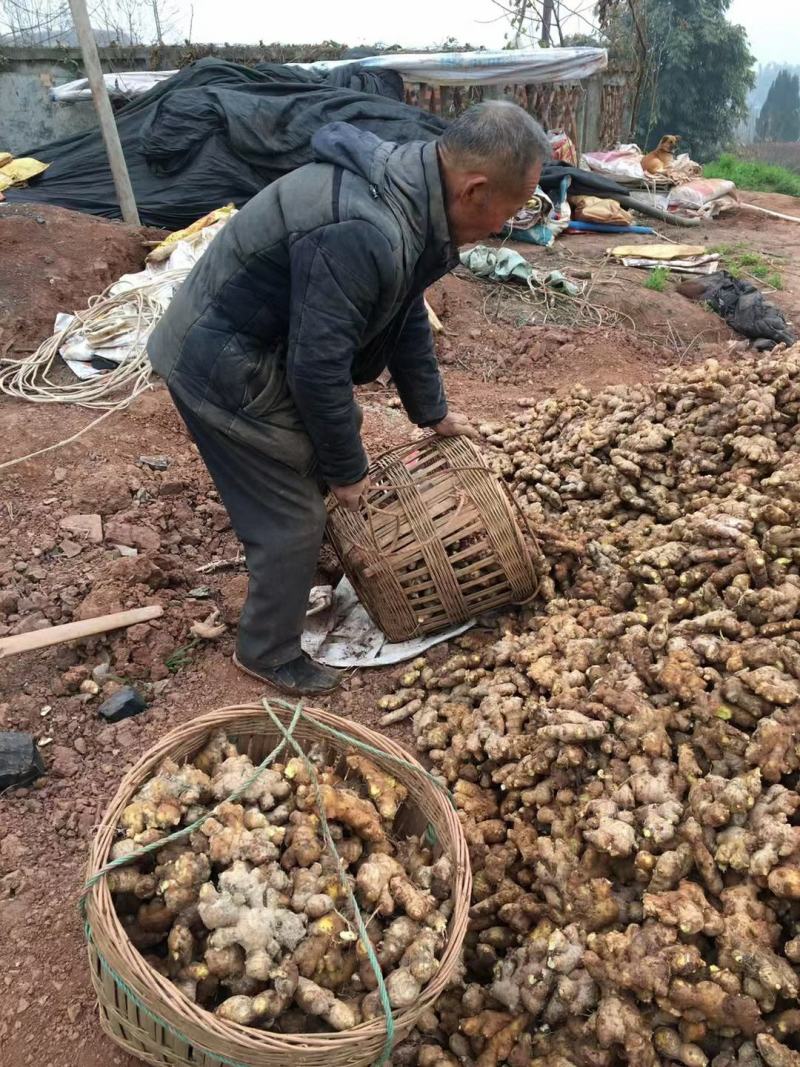 生姜，优质小姜产地直销