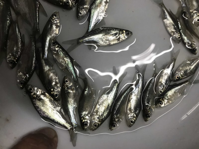 广东优质鳊鱼苗武昌鱼沙边鱼质量保证产地直供