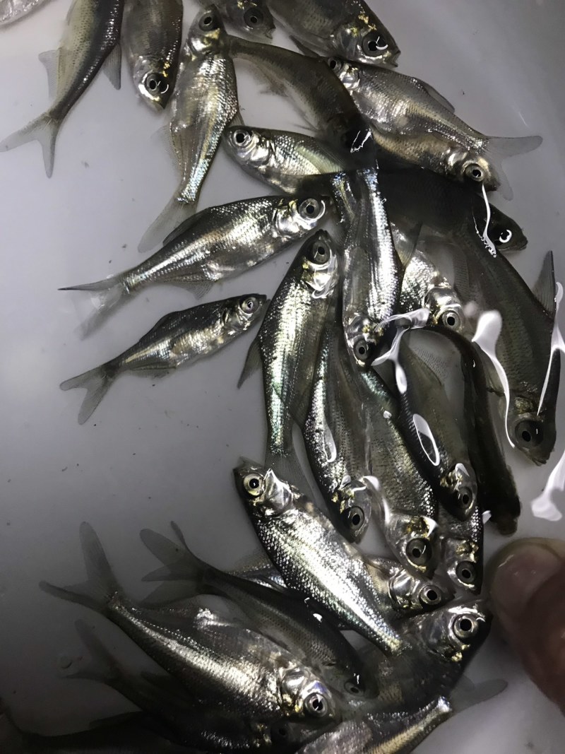 广东优质鳊鱼苗武昌鱼沙边鱼质量保证产地直供