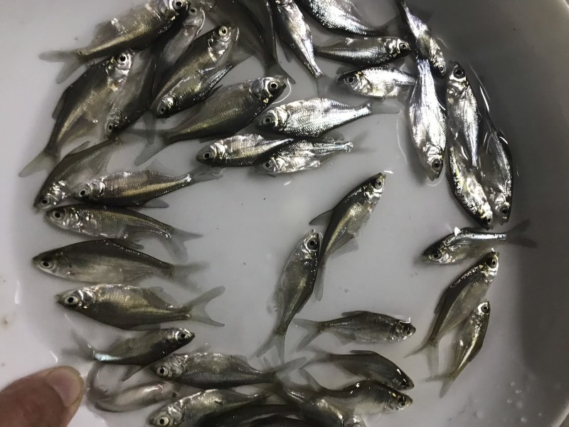广东优质鳊鱼苗武昌鱼沙边鱼质量保证产地直供
