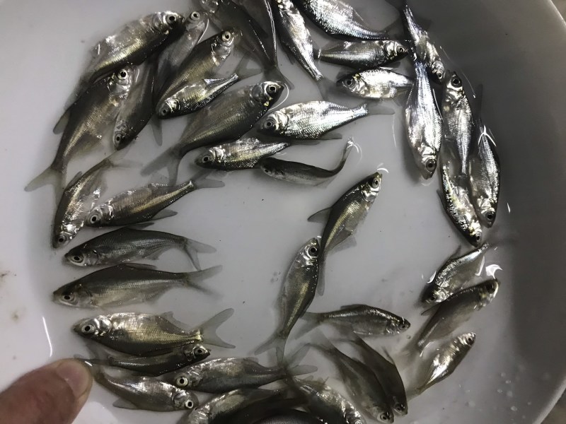 广东优质鳊鱼苗武昌鱼沙边鱼质量保证产地直供