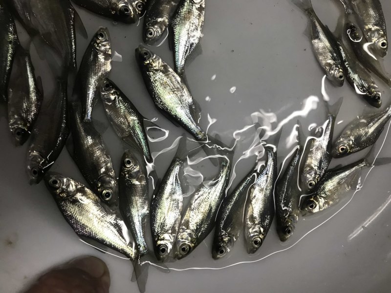 广东优质鳊鱼苗武昌鱼沙边鱼质量保证产地直供