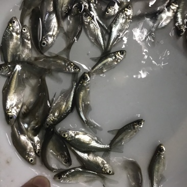 广东优质鳊鱼苗武昌鱼沙边鱼质量保证产地直供