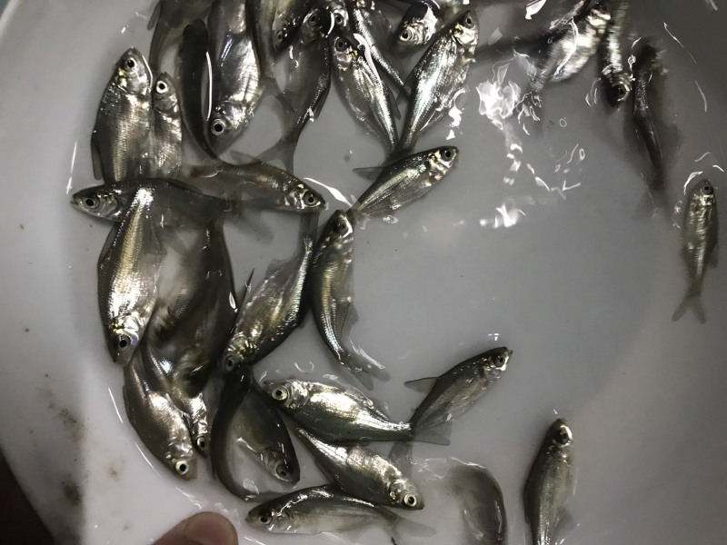 广东优质鳊鱼苗武昌鱼沙边鱼质量保证产地直供