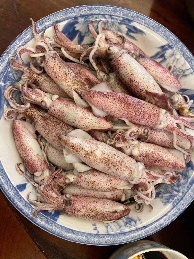 鱿鱼，码头刚上岸当晚灯光海捕鱿鱼，每年清明前都是鱿鱼季节
