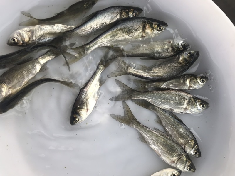 广东优质鲢鱼苗白鲢鱼苗产地直供质量保证
