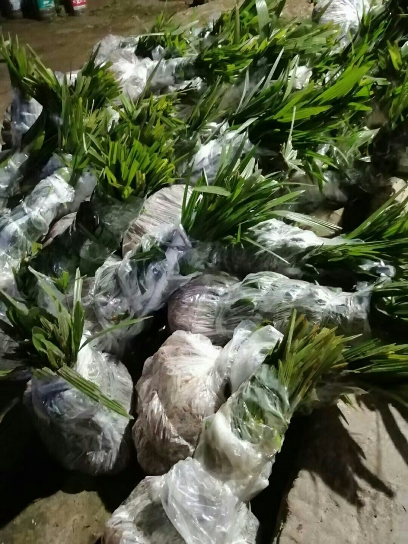 棕苞树苗棕树苗食用棕包苗基地直供货源充足
