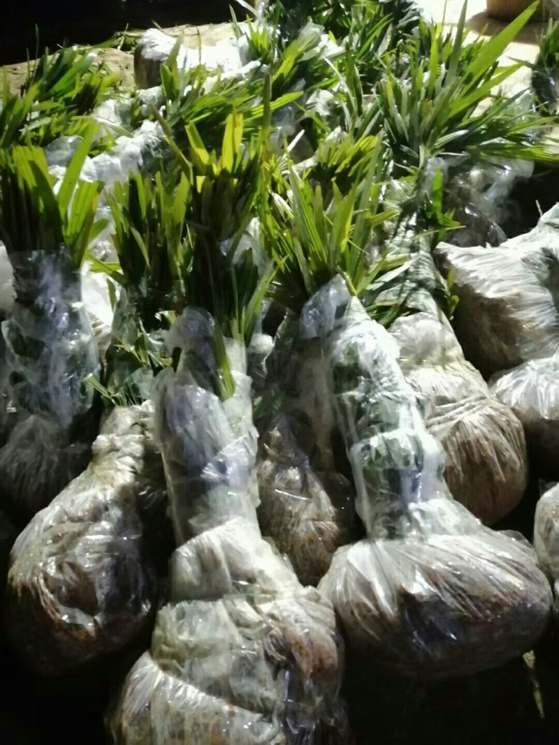 棕苞树苗棕树苗食用棕包苗基地直供货源充足