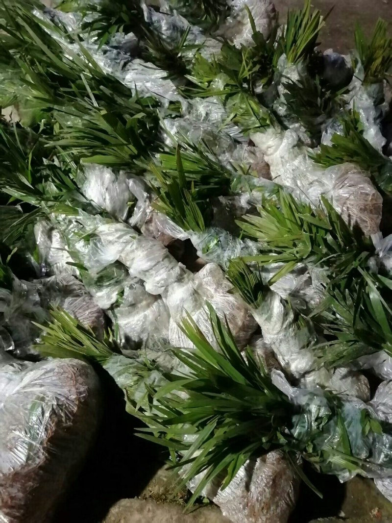 棕苞树苗棕树苗食用棕包苗基地直供货源充足